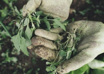 Giardinaggio (Foto: Pixabay)