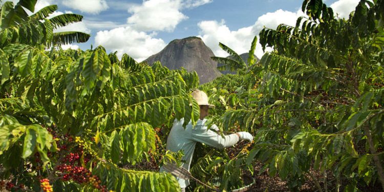 Le varietà di caffè di Nestlé