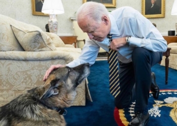 Champ, il cane di Joe Biden (foto: Twitter)