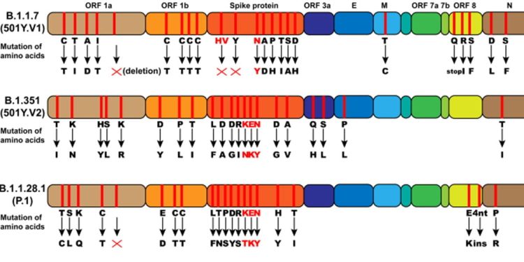 Le variazioni del virus SARS-CoV-2