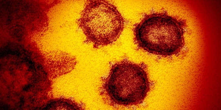 Coronavirus al microscopio (LaPresse)