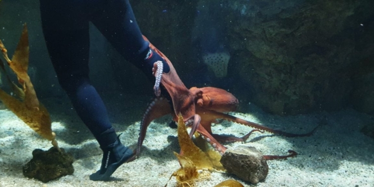 Polpo gigante afferra la gamba del sub (foto: Facebook, Acquario di Genova)