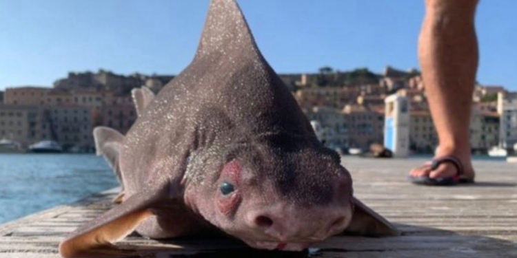 Pesce porco (foto: Isola d'Elba App, pagina Facebook)