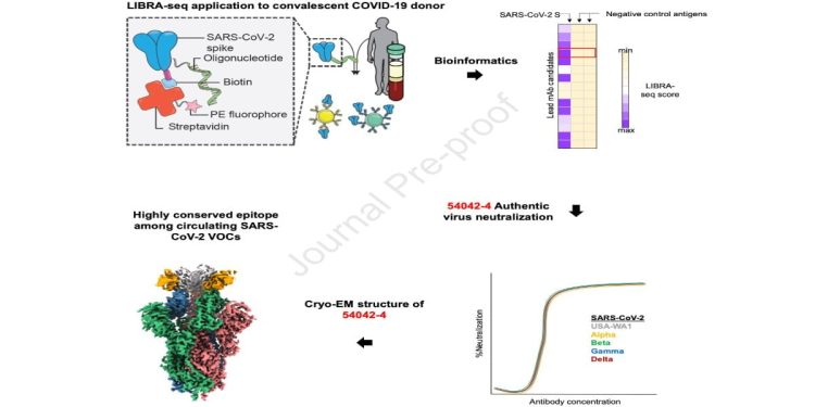 Anticorpo monoclonale "super" creato dal Vanderbilt University Medical Center