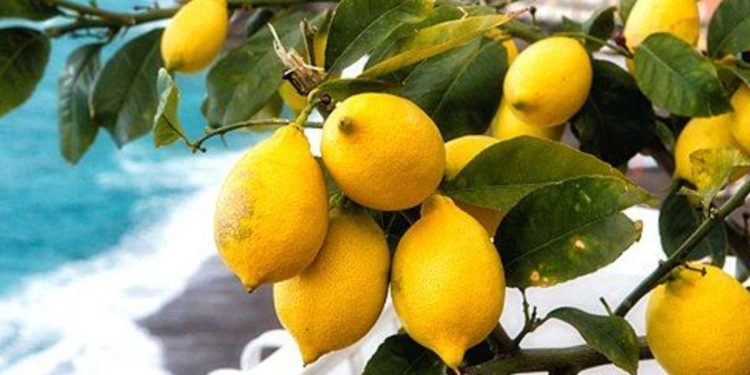 I limoni della Costiera Amalfitana