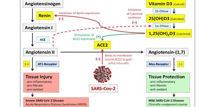 Studio su Vitamina D e Covid