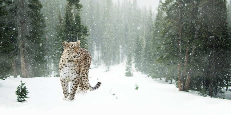 Leopardo delle nevi (Pixabay)