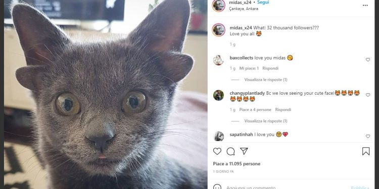 Midas, la gatta con quattro orecchie (Instagram)