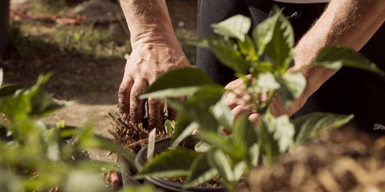 Siccità, duro impatto su colture e vegetazione