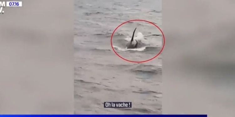 Orca avvistata nella Senna (foto: Twitter)