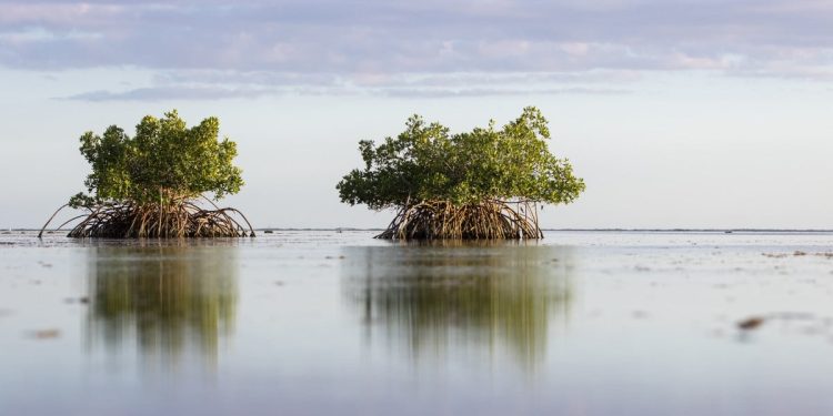 Le mangrovie in Ecuador (Foto: Toby Matthews)