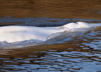 Francia, il beluga bloccato nella Senna è morto (Foto: 2022, LaPresse)