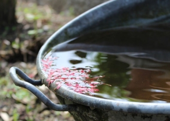 Acqua piovana (foto da Pixabay)