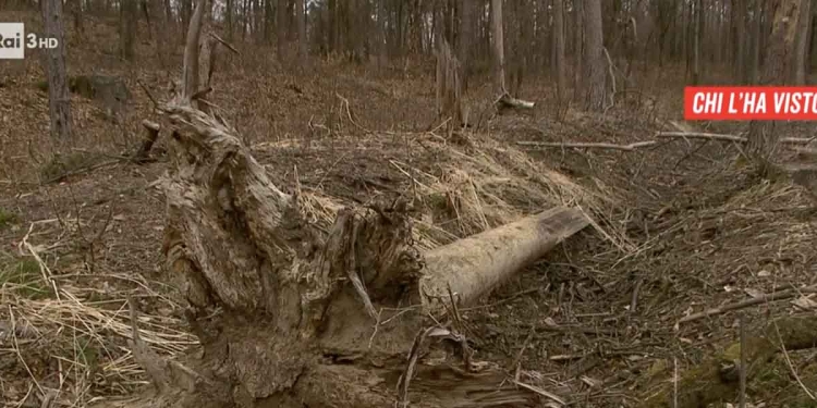 Bosco delle Bestie di Satana (Foto: Chi l'ha visto?)