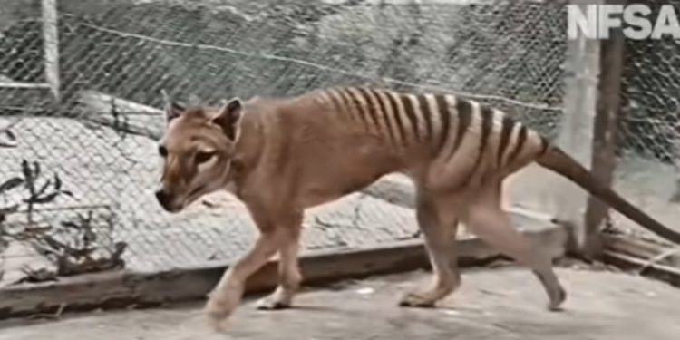 La ricostruzione video della tigre della Tasmania (screen da YouTube)