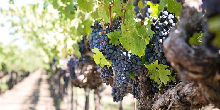 L'Inghilterra diventerà uno dei principali produttori di vino rosso