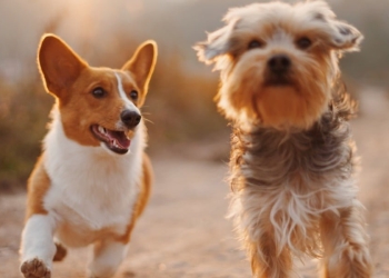 Cani domestici abbandonati