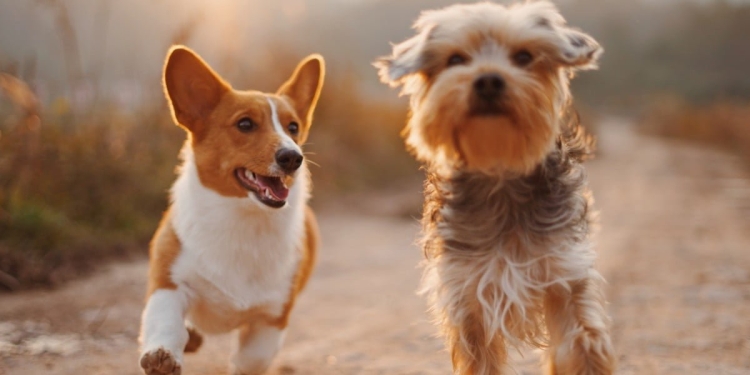 Cani domestici abbandonati