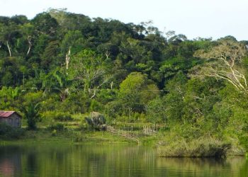 amazzonia