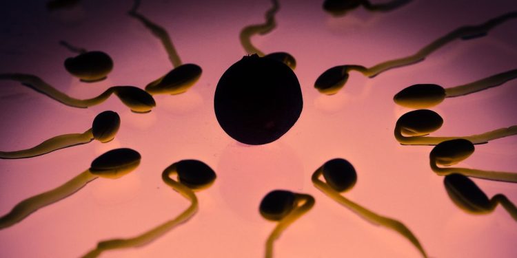 Spermatozoi e correlazione Covid