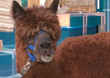 Un alpaca (Unomattina, Rai 1, 2023)