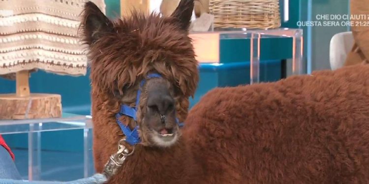 Un alpaca (Unomattina, Rai 1, 2023)