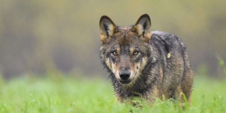 Lupo fotografato nell'Appennino parmense (foto da iononhopauradellupo.it)