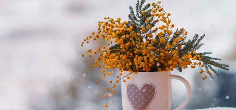 Festa Della Donna Quali Sono I Simboli Non Solo Mimosa C Il Colore Viola