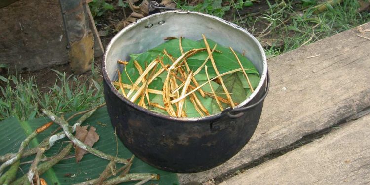 Ayahuasca (Foto: Wikipedia)