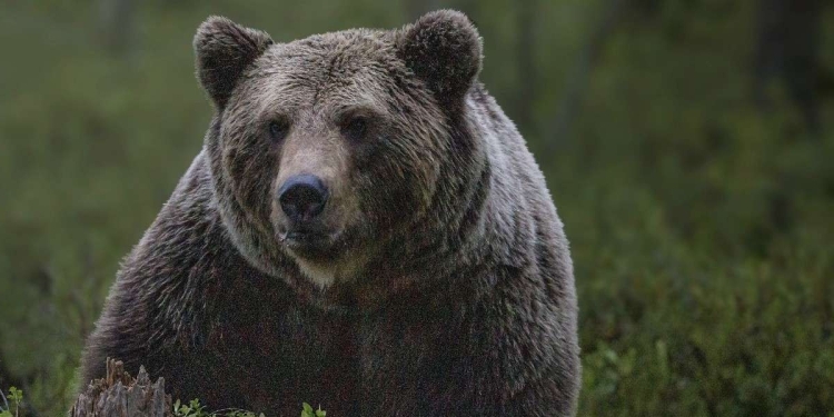 Un esemplare di orso bruno