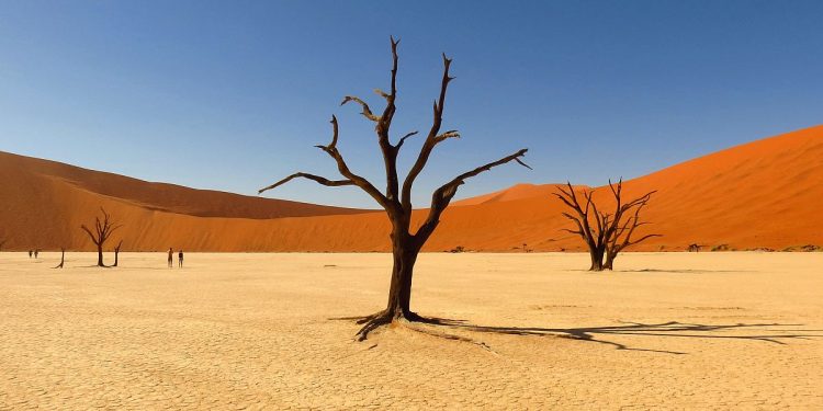 La graduale scomparsa della vegetazione nel deserto del Namib