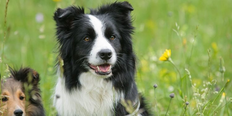 Border collie (Foto da Pixabay)