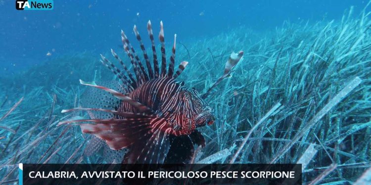 Pesce scorpione, screen da youtube