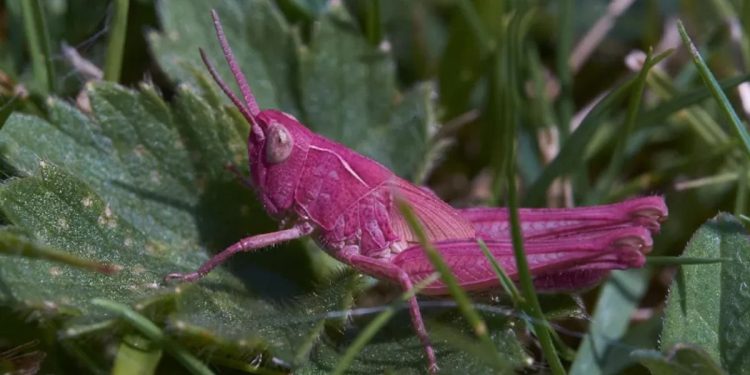 Cavalletta rosa