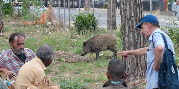 Cinghiale nel parco della via Cassia a Roma (LaPresse)