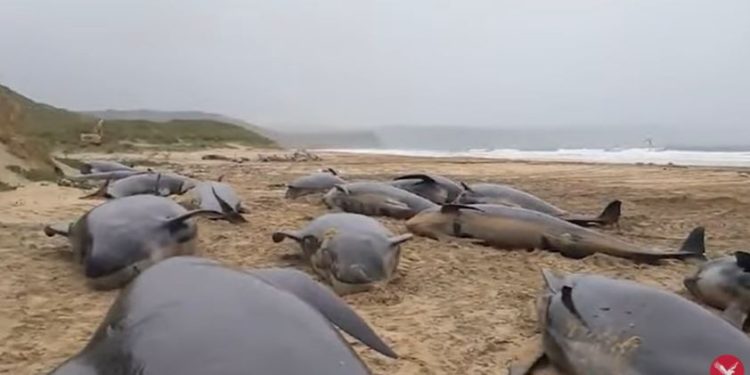 Balene morte spiaggiate in Scozia