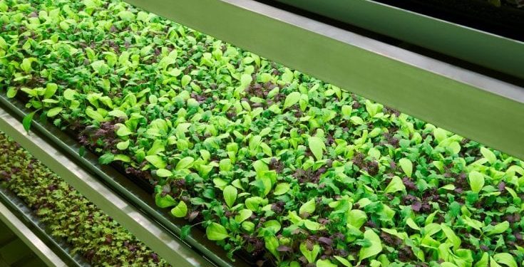 Vertical Farming, foto di Planet Farms