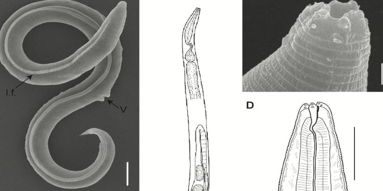 Panagrolaimus kolymaensis (Plos Genetics)