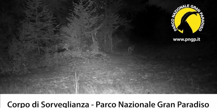 Una lince nel Parco Gran Paradiso, screen da Youtube