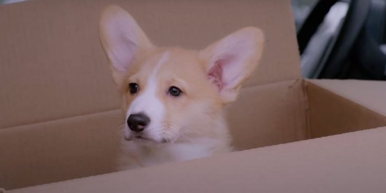 Un natale da corgi