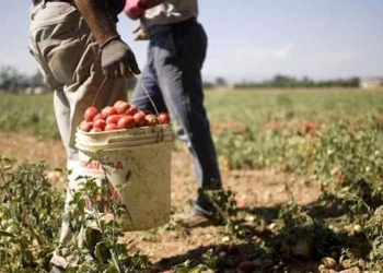 Braccianti al lavoro nei campi (Ansa)