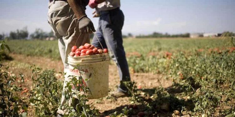 Braccianti al lavoro nei campi (Ansa)