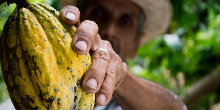 Fava di cacao