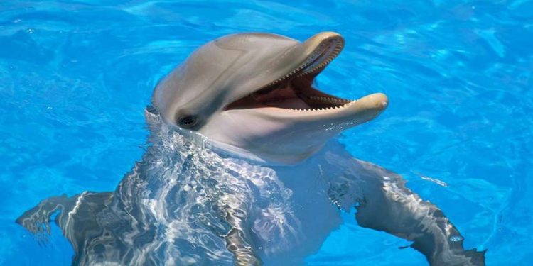 Flipper contro i pirati, nel pomeriggio di Rete 4 (Foto Web)