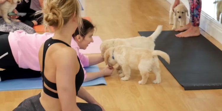 Puppy Yoga