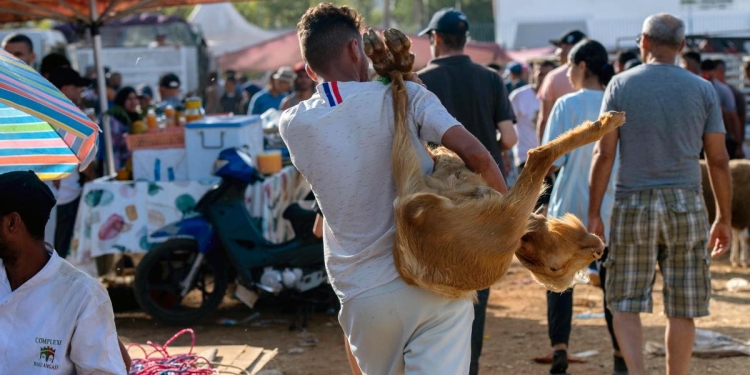 Un uomo trasporta un animale sacrificale in vista dell'Eid al-Adha, Festa del Sacrificio, a Rabat, in Marocco (Foto Ansa 2023 EPA/Jalal Morchidi)