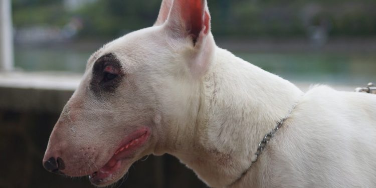 Bull terrier