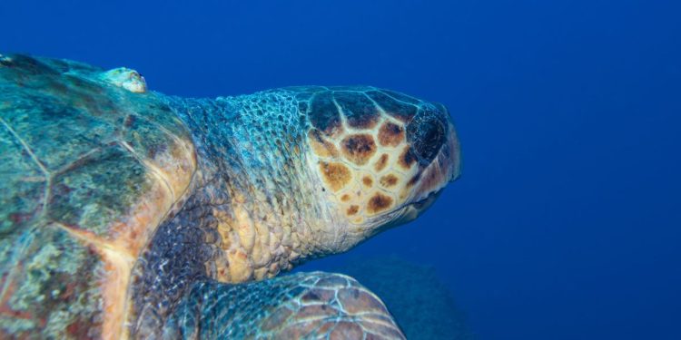 tartarughe caretta caretta