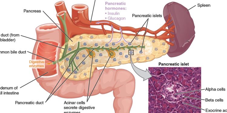 Tumore al pancreas, malattia di Eleonora Giorgi; cos'è?