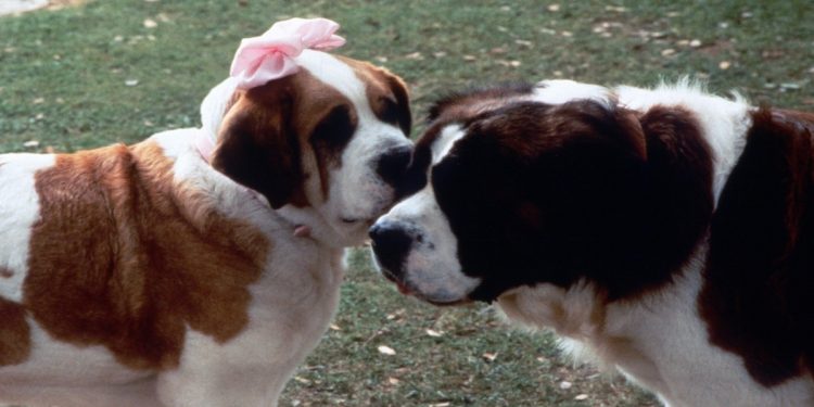 Il film in seconda serata su Italia 1 (Foto Web)Directed by Rod DanielShown from left: Missy, Beethoven